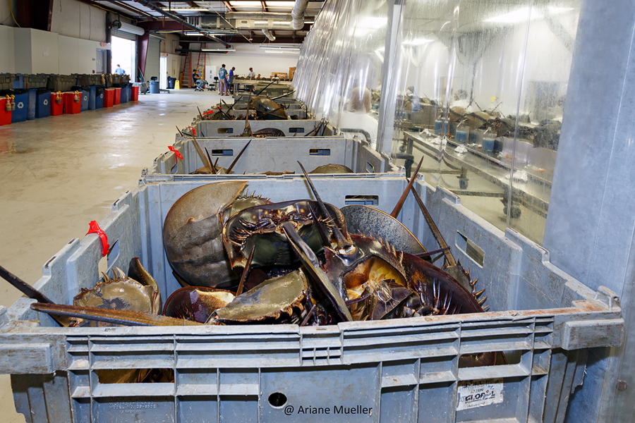 » Bacterial Endotoxin Test Manufacturing The Horseshoe Crab