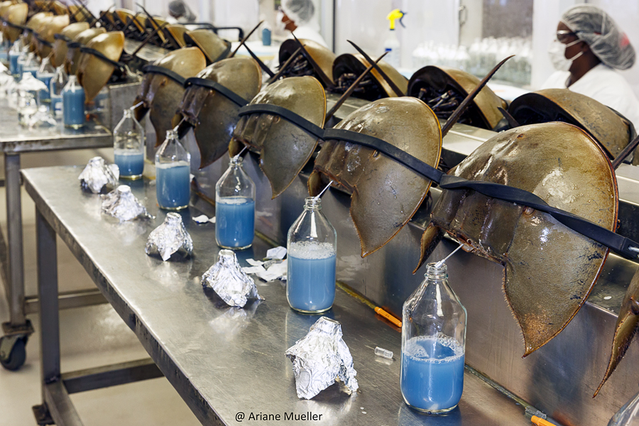 » Bacterial Endotoxin Test Manufacturing The Horseshoe Crab