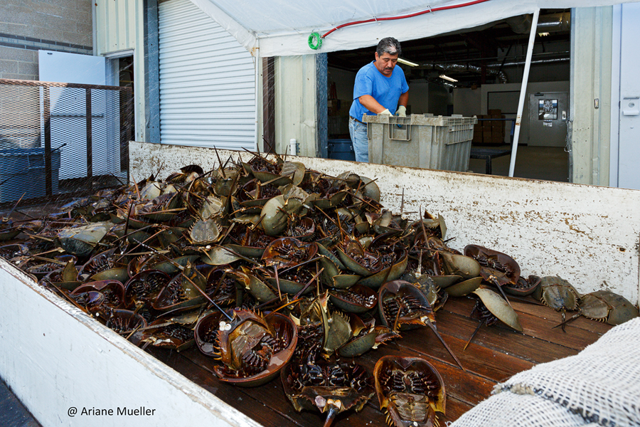 » Bacterial Endotoxin Test Manufacturing The Horseshoe Crab